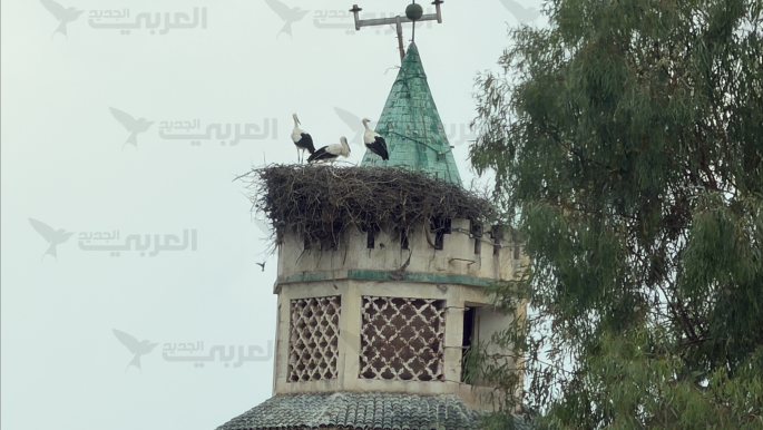 اللقلق الأبيض... طائر الخير و"حارس" الحقول في تونس