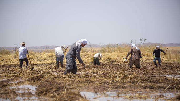 وفرة مياه غير مسبوقة تبشر بانتعاش الزراعة العراقية